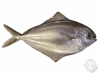 Precut Butterfish Flat